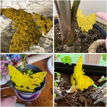 20PCS Fruit Fly & Fungus Gnat Sticky Traps – Non-Toxic Yellow Plant Bug Traps for Indoor & Outdoor Use