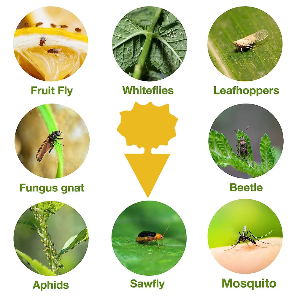20PCS Fruit Fly & Fungus Gnat Sticky Traps – Non-Toxic Yellow Plant Bug Traps for Indoor & Outdoor Use